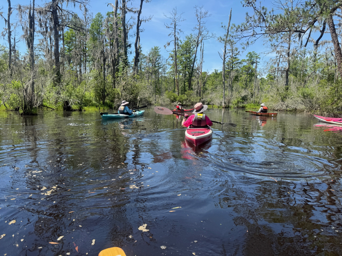 Blount&#039;s Creek with Twin Rivers Paddle Club