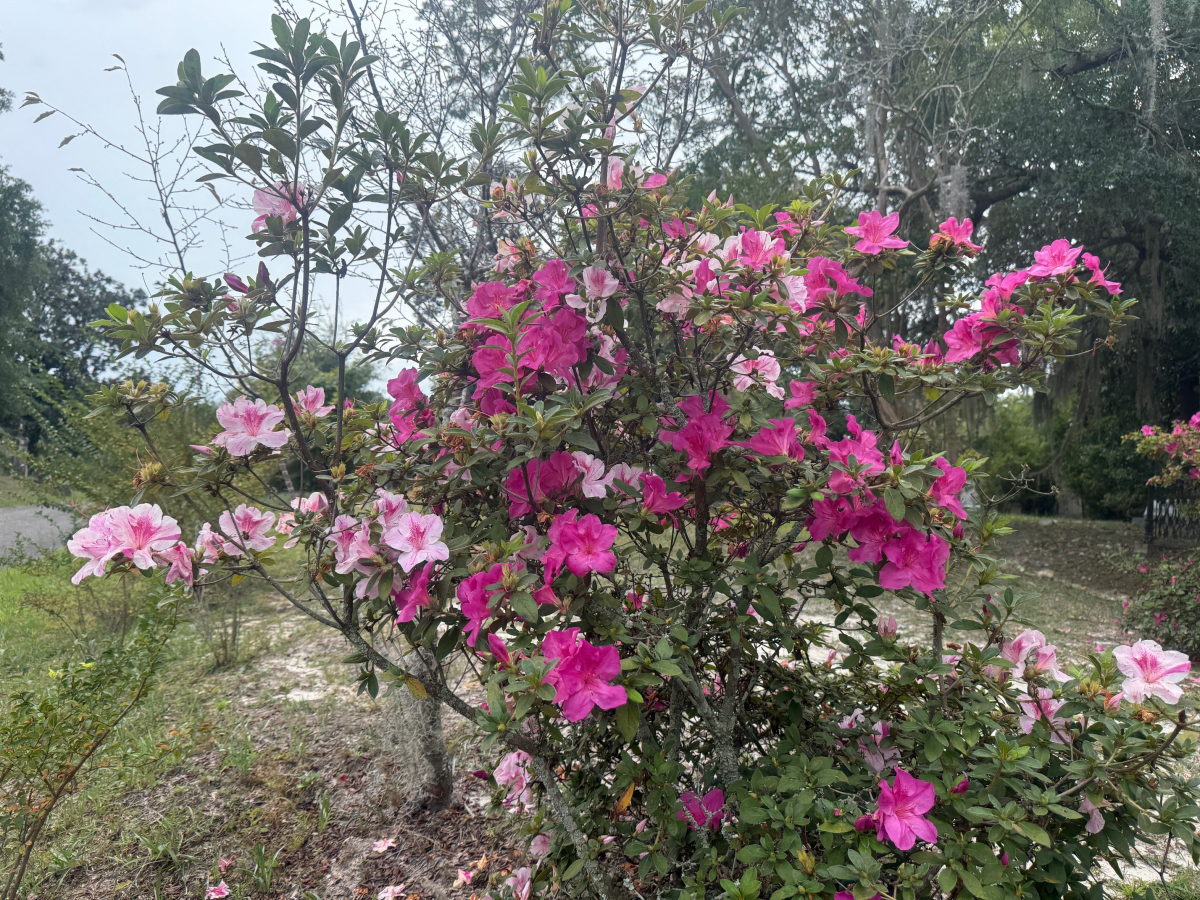 Busy Squirrels and Late Summer Flowers