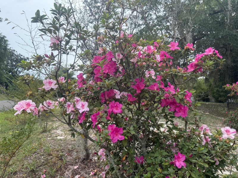 Busy Squirrels and Late Summer Flowers