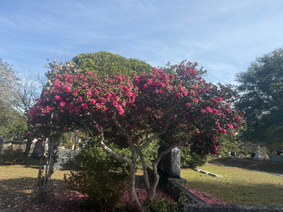 Winter Blossoms and Animal Encounters at Oakdale Cemetery