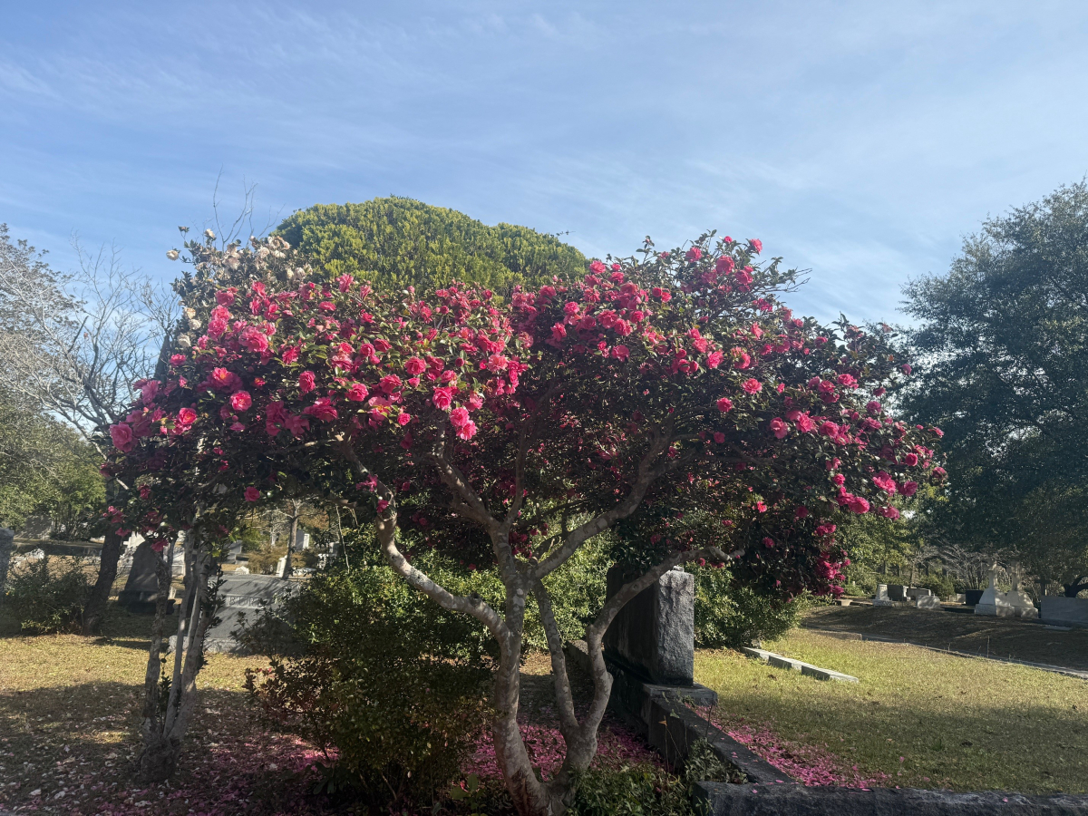 Winter Blossoms and Animal Encounters at Oakdale Cemetery