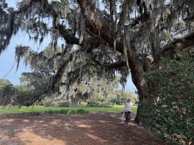Airlie Gardens