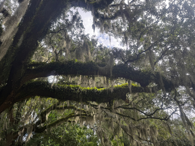Old, Old Gravesites at Oakdale Cemetery, Wilmington, NC