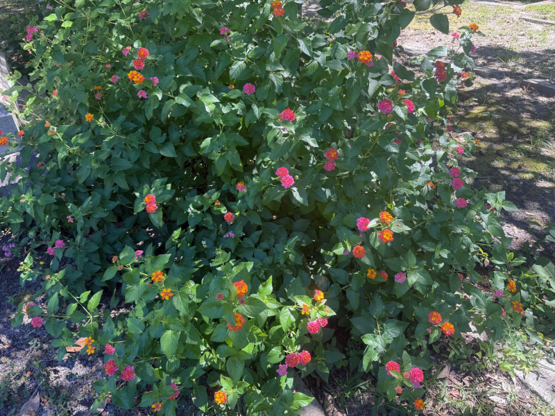 Summer Flowers, Fall Leaf Colors and Live Oak Trees