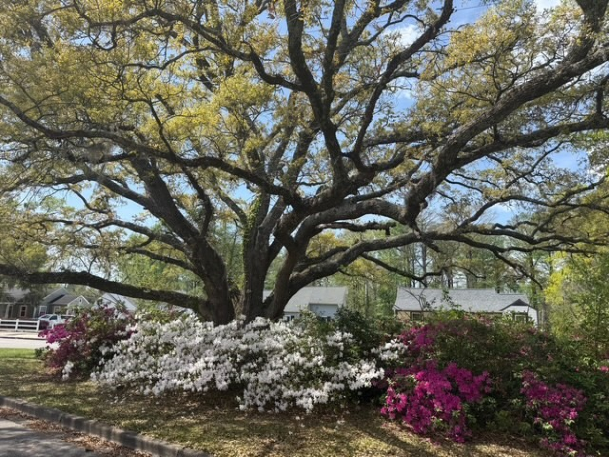 Our Neighborhood, Wilmington, NC