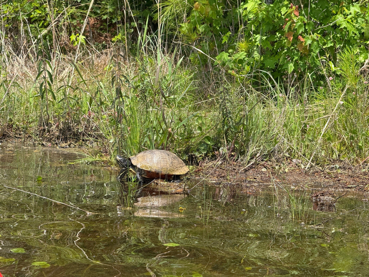Smith Creek Park Wildlife