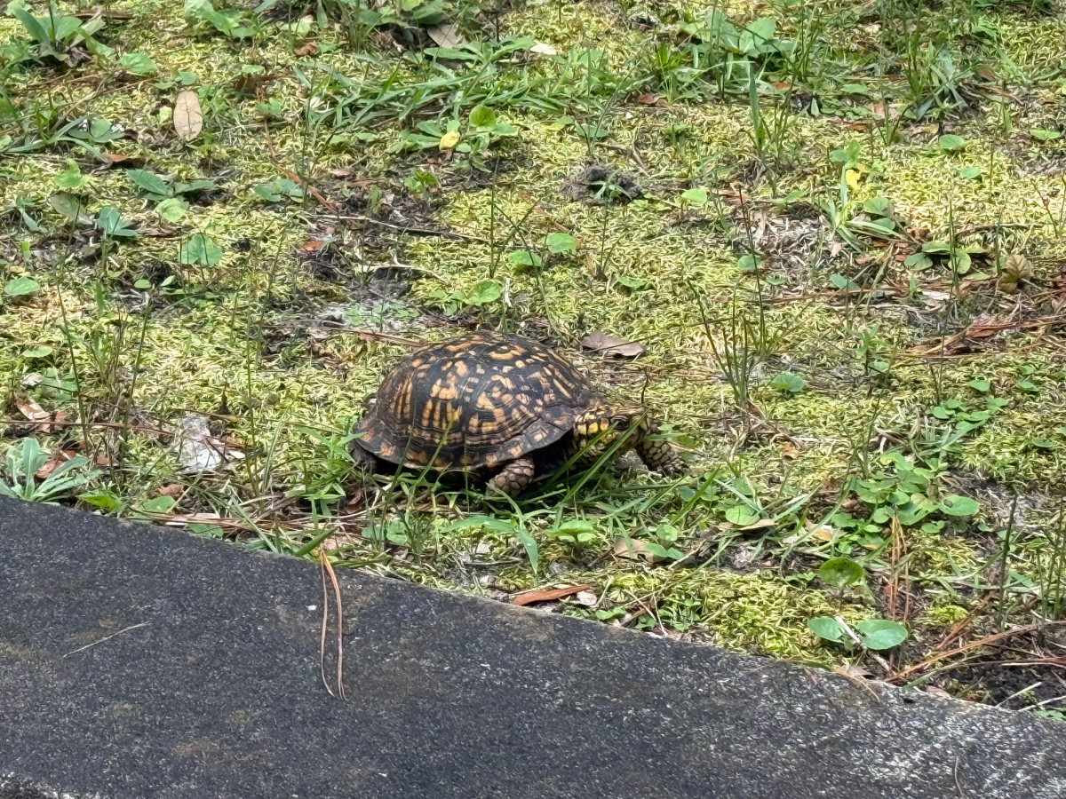 Mossy Ground and Box Turtle