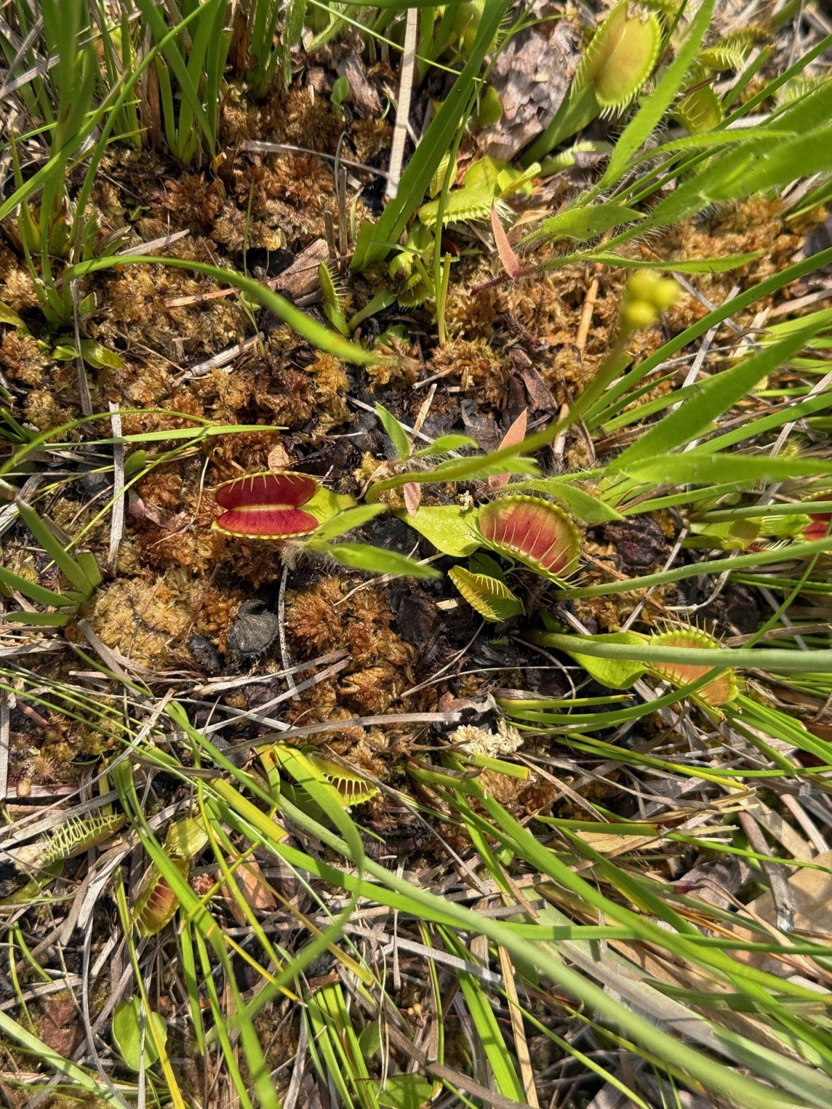 Stanley Rehder Carnivorous Plant Garden