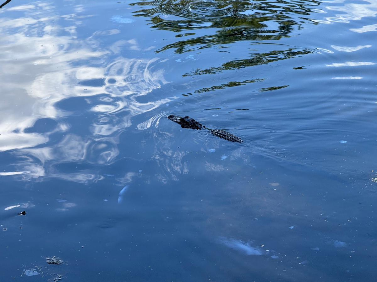 Alligator Sighting