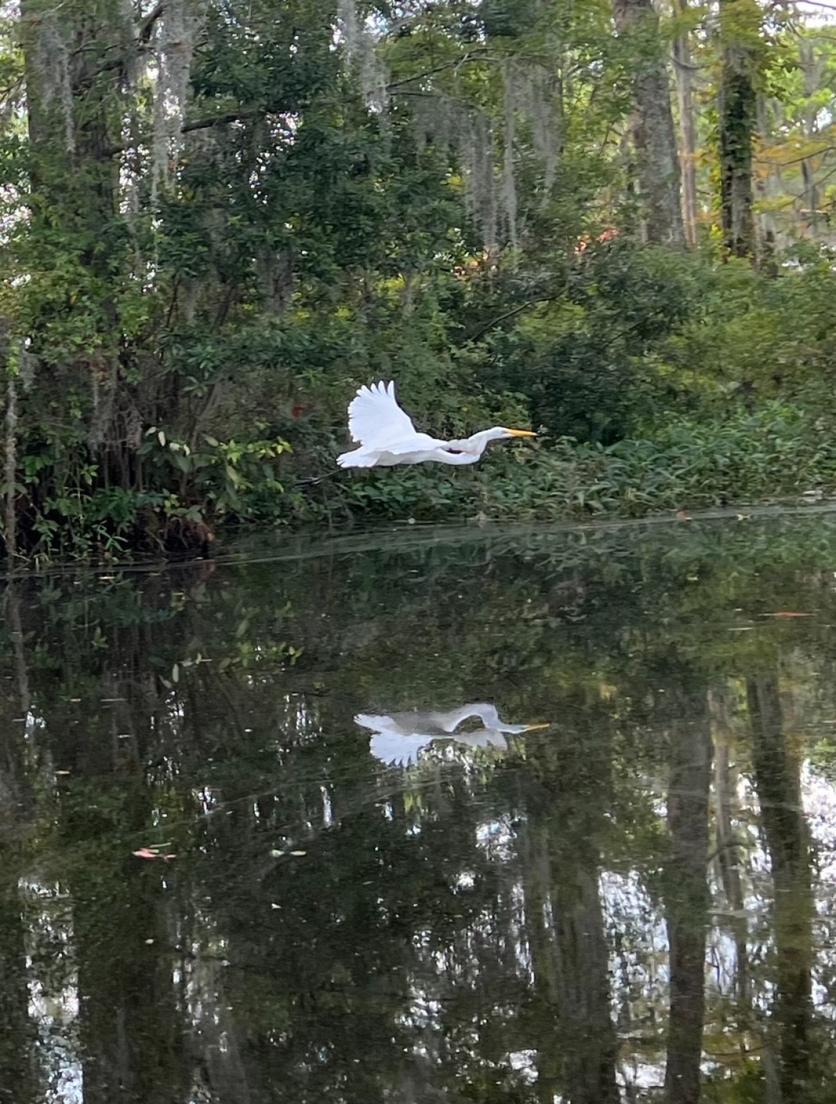 Greenfield Park Lake with Alligators and Egret