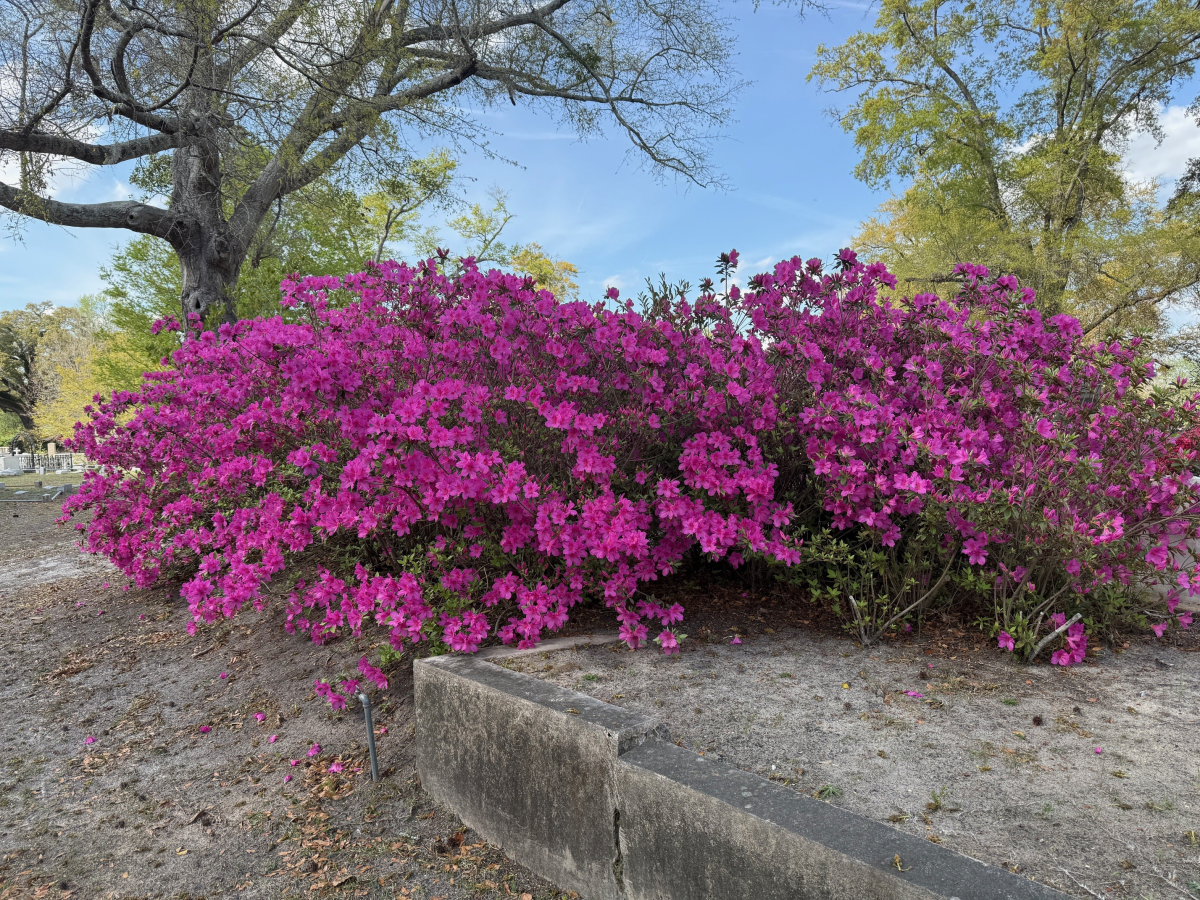 Azaleas In Full Bloom